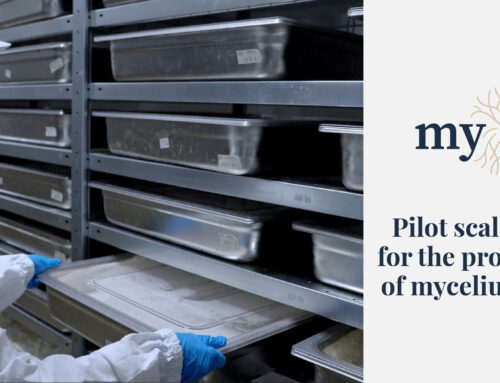 Pilot scale plant for the production of mycelium mats